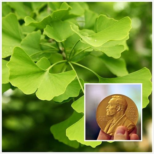 Ginkgo biloba Wins Nobel Prize
