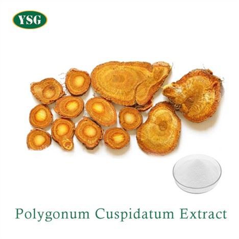 Полигонум   Cuspidatum   прах